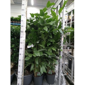 Caryota mitis