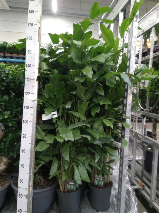 <h4>Caryota mitis</h4>