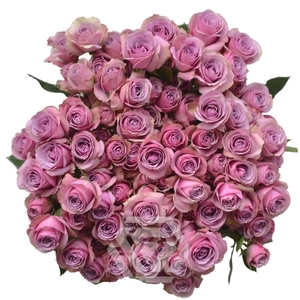 R TR LAVENDER IRISHKA