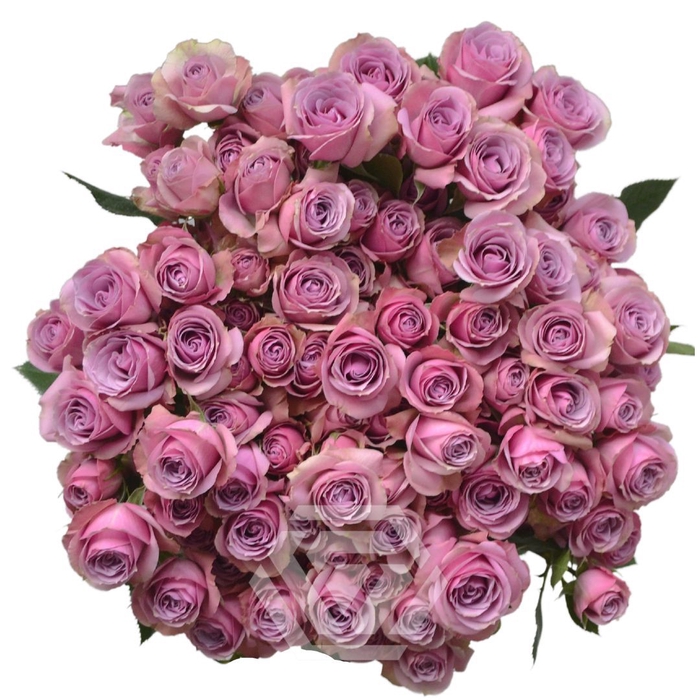 <h4>R TR LAVENDER IRISHKA Tessa</h4>