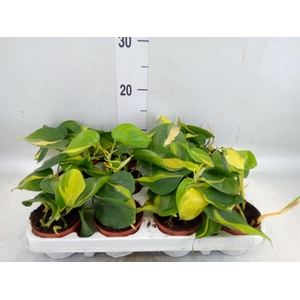Philodendron scand. 'Brasil'