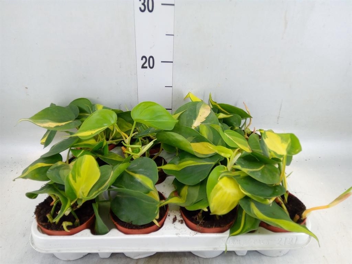 <h4>Philodendron scand. 'Brasil'</h4>