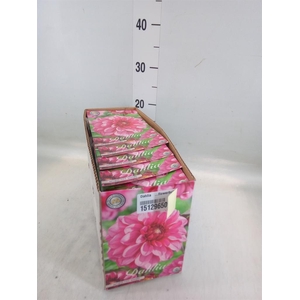 Dahlia   ...flowerbulbs