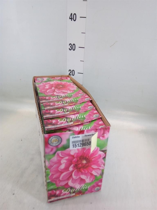 <h4>Dahlia   ...flowerbulbs</h4>