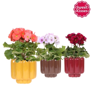 Primula Obconica Sweet Kisses mix in Retro pot yellow mix