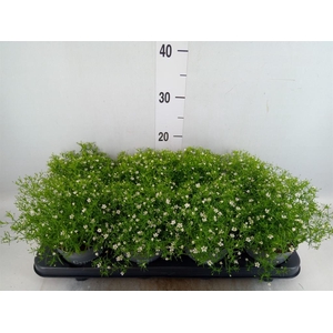Gypsophila muralis 'Fleur White'