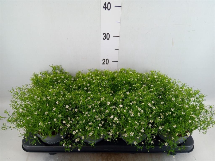 <h4>Gypsophila muralis 'Fleur White'</h4>