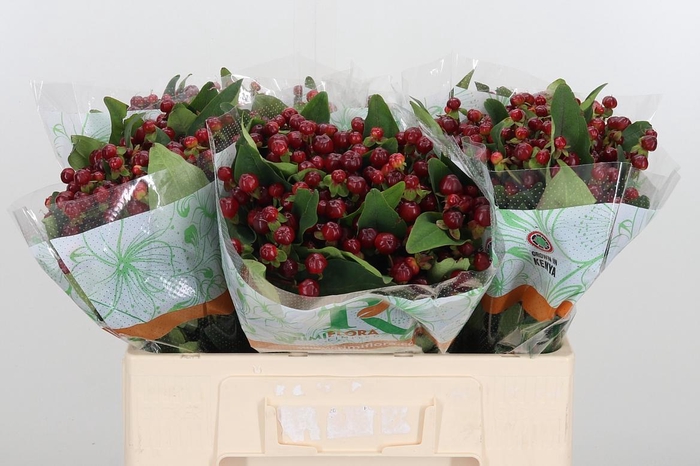 <h4>Hyp Mag Cherry</h4>