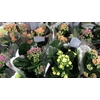 Kalanchoe blos.   ..mix 3