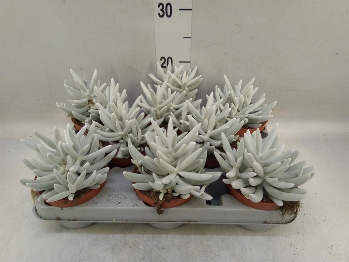 <h4>Senecio   ...</h4>