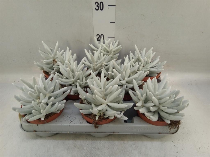 <h4>Senecio   ...</h4>