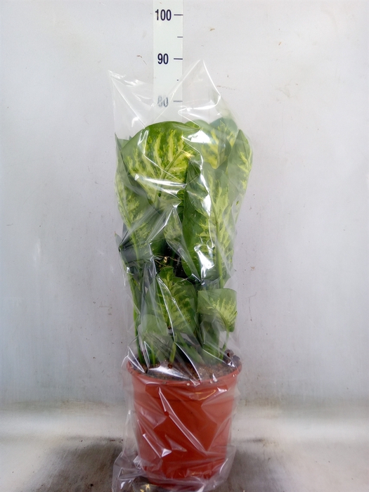 <h4>Dieffenbachia seg. 'Lemon Tropic'</h4>