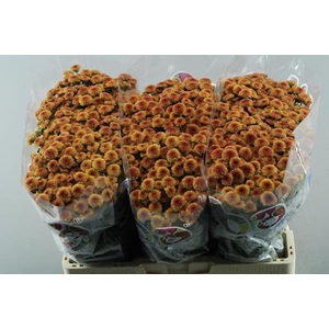 Chr San Mad Oranje Tyolo