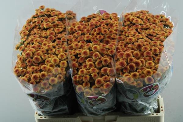 <h4>Chr San Mad Oranje Tyolo</h4>