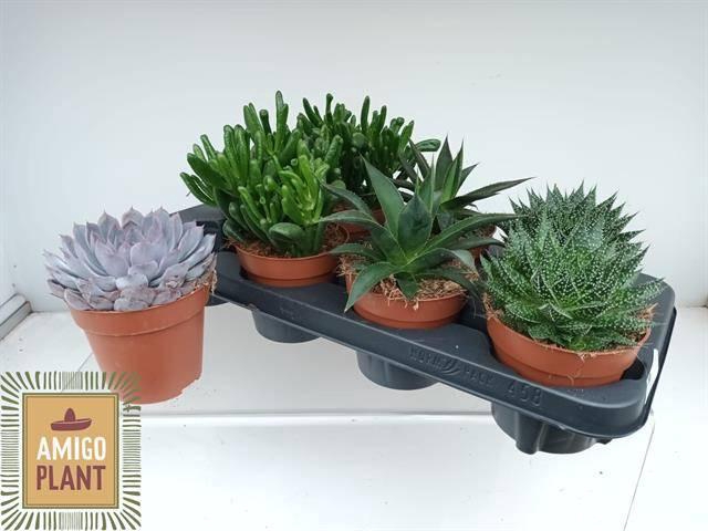 <h4>SUCC GEM 4 SRT</h4>