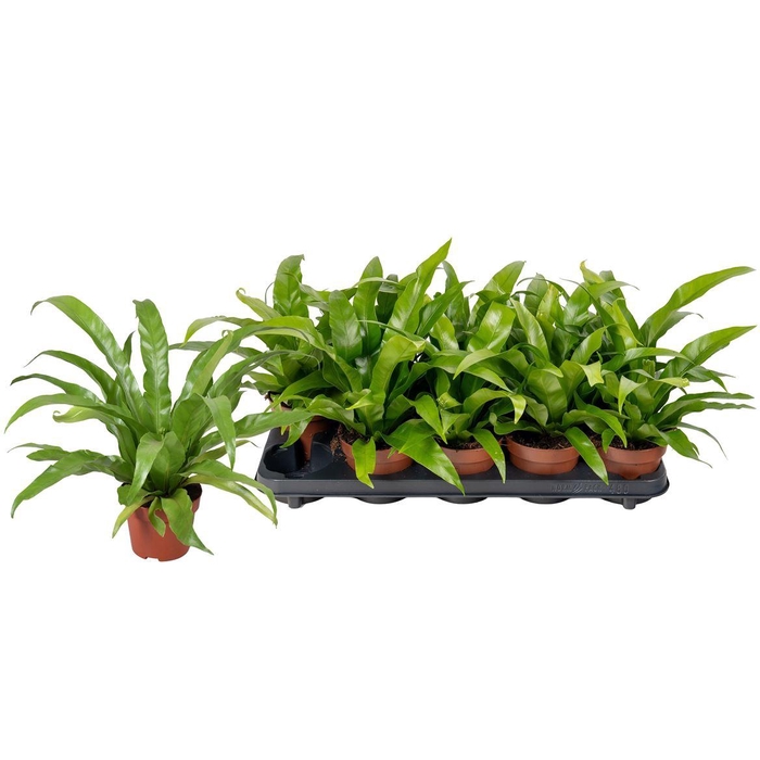 <h4>Asplenium antiquum</h4>