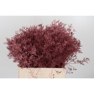 Limonium Kl Bh Rose Goud