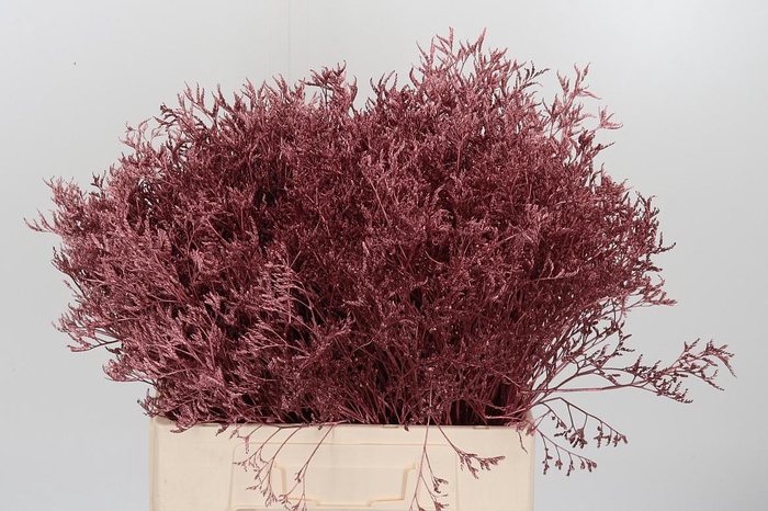 <h4>Limonium Kl Bh Rose Goud</h4>