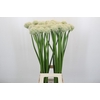 Allium Mount Everest
