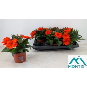 IMPAT CP ORANGE RED