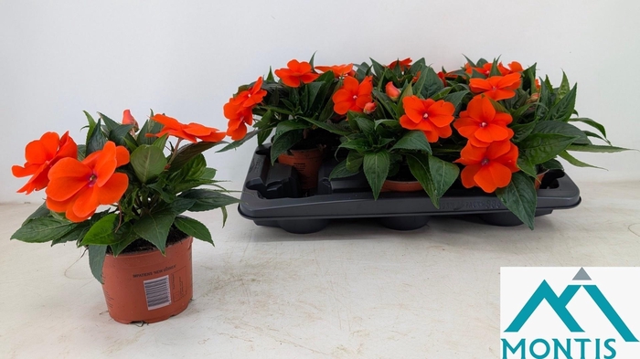 <h4>Impat Cp Orange Red</h4>