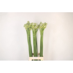 Ornithogalum Saundersiae White