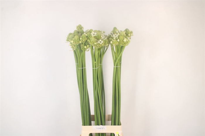 <h4>Ornithogalum Saundersiae White</h4>