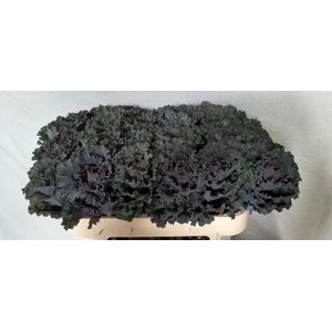 Brassica black angel