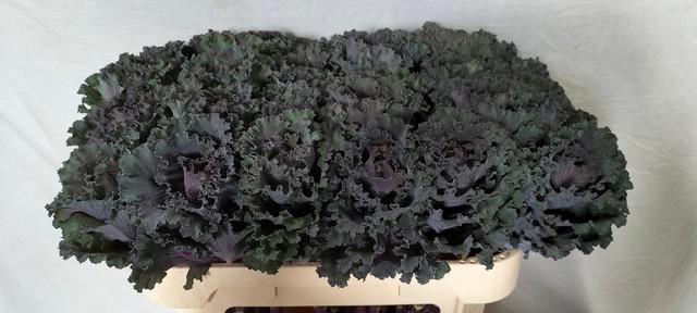 <h4>Brassica black angel</h4>