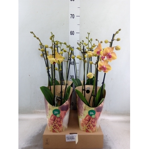 Phalaenopsis   ...orange