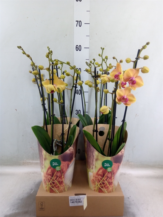 <h4>Phalaenopsis   ...orange</h4>