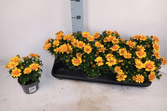 <h4>OSTEO 3D DEEP SUN</h4>