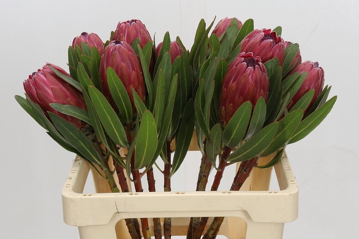 <h4>Protea Lancelot</h4>