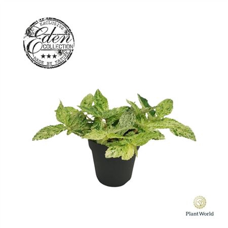 <h4>Pellionia Repens Variegata 12cm</h4>