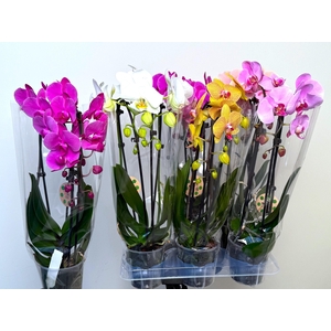 PHAL EL CASCADE