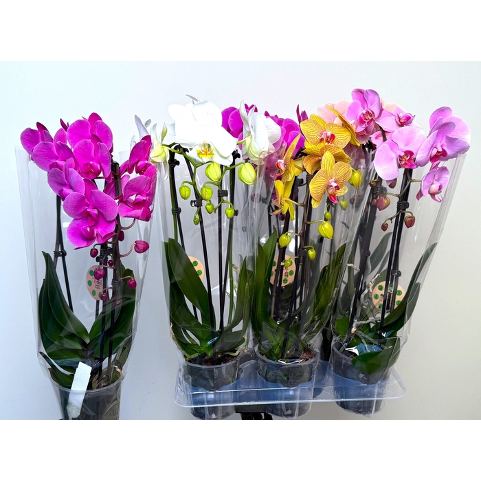 <h4>PHAL EL CASCADE</h4>