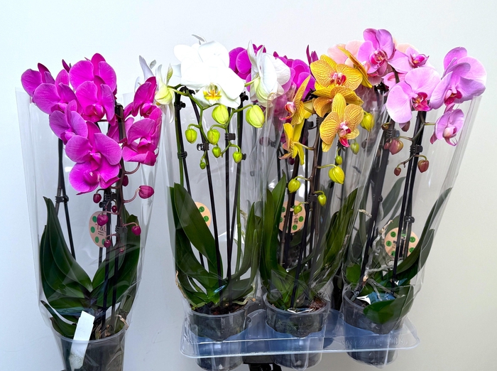PHAL EL CASCADE