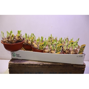 arr8 Narc O Tete A Tete