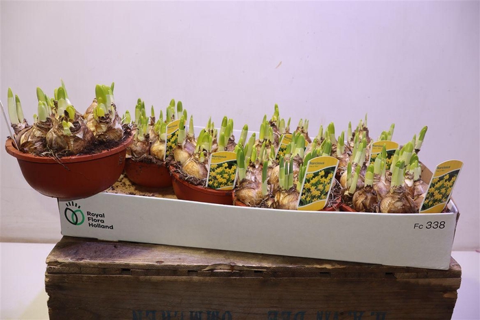 <h4>arr8 Narc O Tete A Tete</h4>