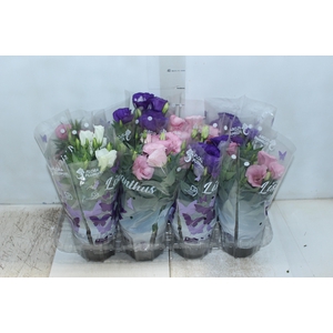 LISIANTHUS P13