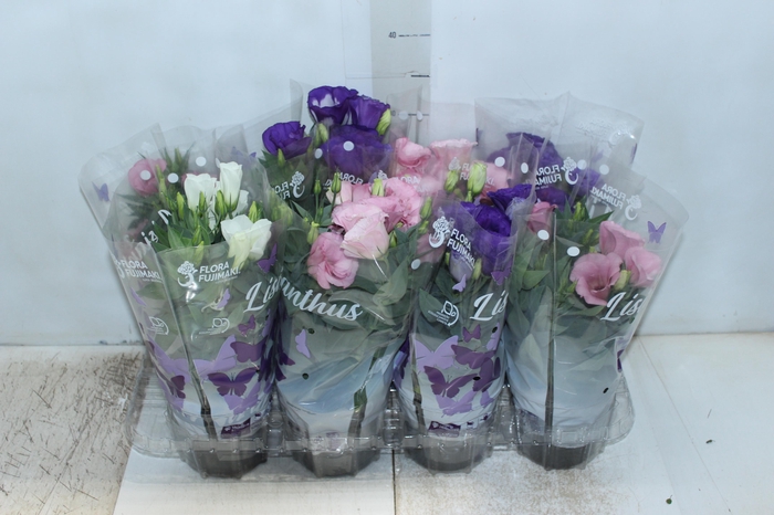 <h4>LISIANTHUS P13</h4>