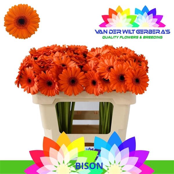 <h4>GE Mi Bison</h4>