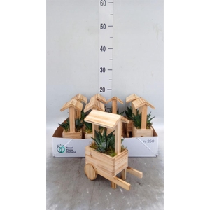 Arr.   Kamerplant Groen L%