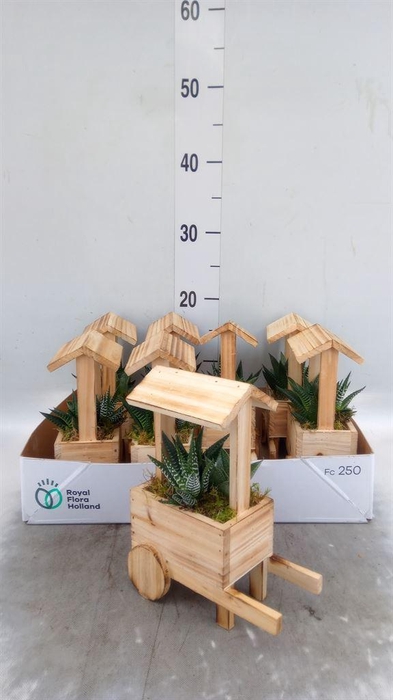 <h4>Arr.   Kamerplant Groen L%</h4>