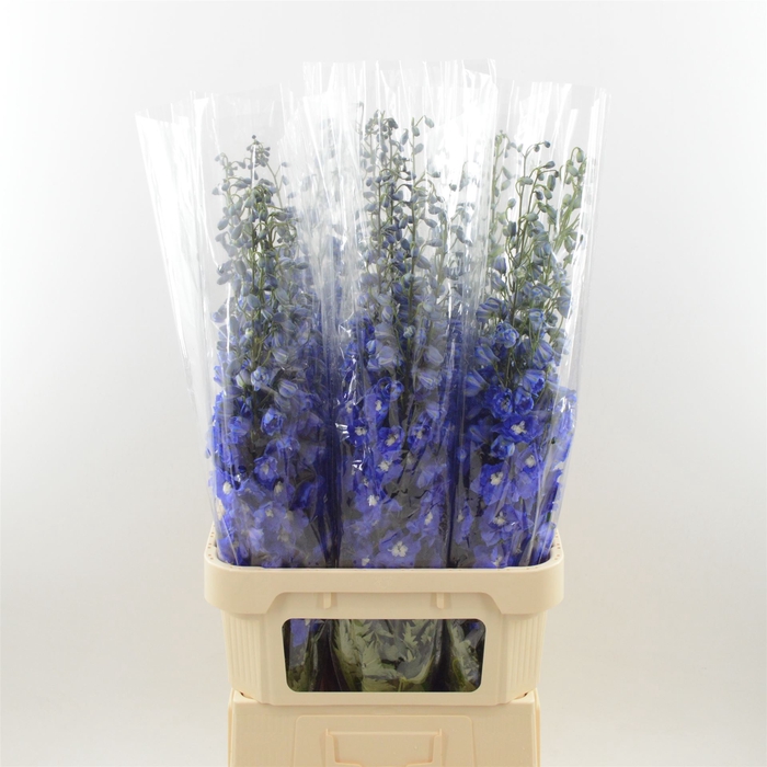 <h4>Delphinium Navy Blue</h4>