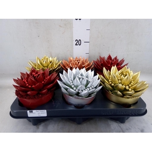 Echeveria  'Miranda'