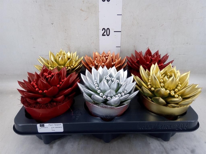 <h4>Echeveria  'Miranda'</h4>