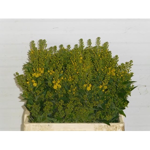 LYSIM VULGARIS