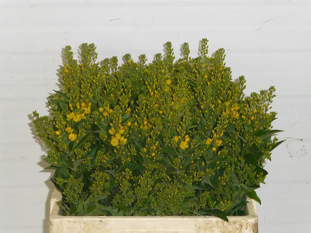 LYSIM VULGARIS