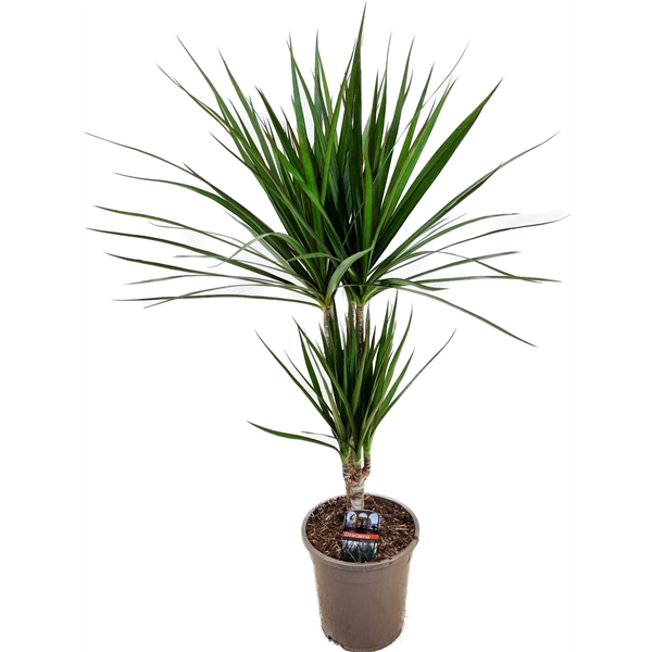 <h4>Dracaena marginata 30-10</h4>